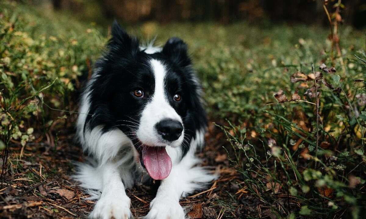 Czarno-biały border collie leży w leśnym poszyciu z wywieszonym językiem i patrzy w obiektyw