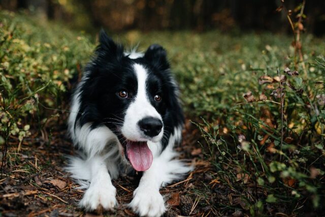 Czarno-biały border collie leży w leśnym poszyciu z wywieszonym językiem i patrzy w obiektyw