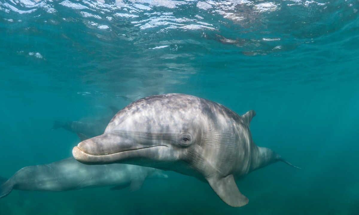 Delfin butlonosy pływający pod powierzchnią morza, za nim drugi delfin