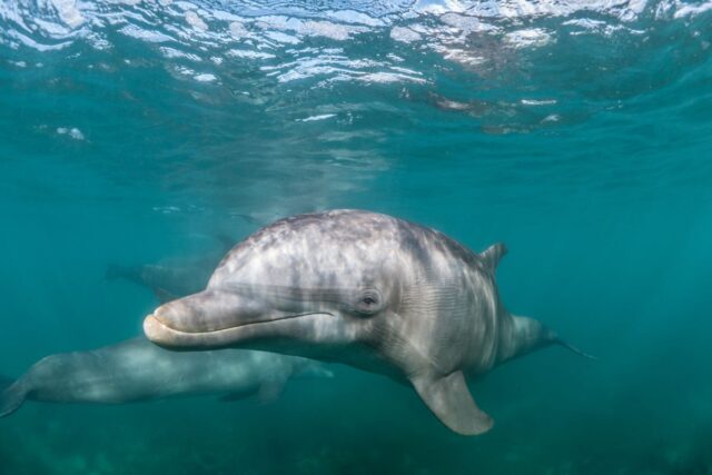 Delfin butlonosy pływający pod powierzchnią morza, za nim drugi delfin