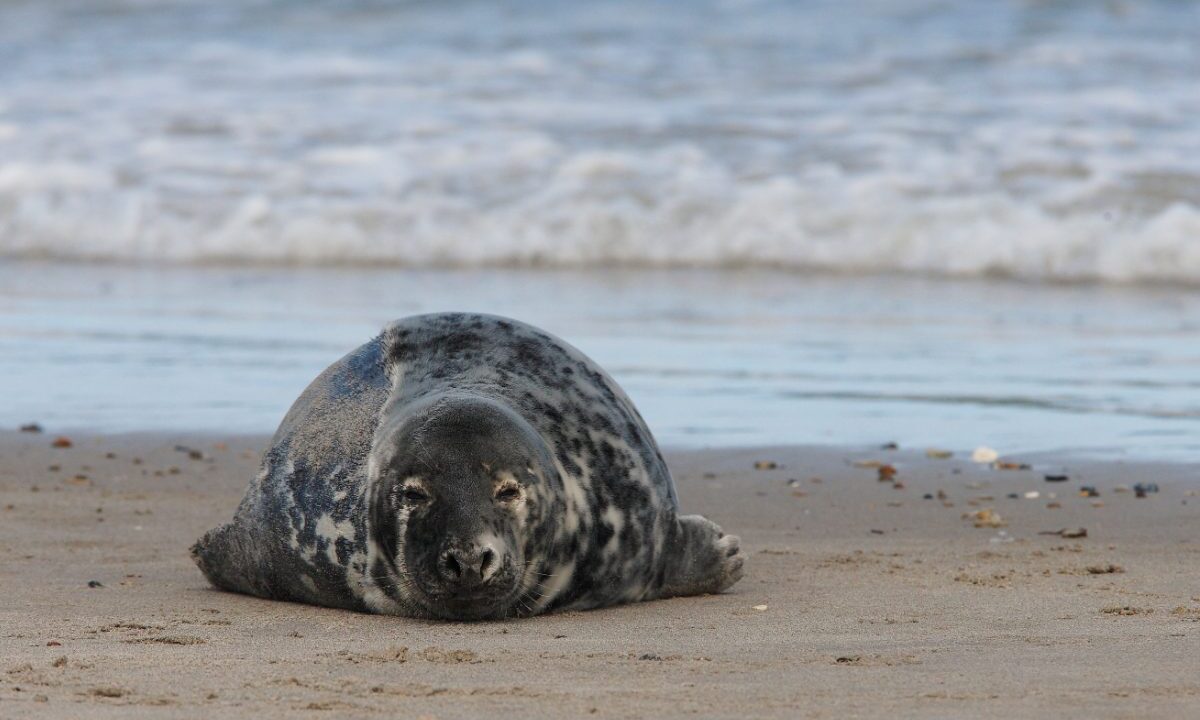 Foka szara (Halichoerus grypus) leżąca na piaszczystej plaży nad brzegiem morza, w tle fale