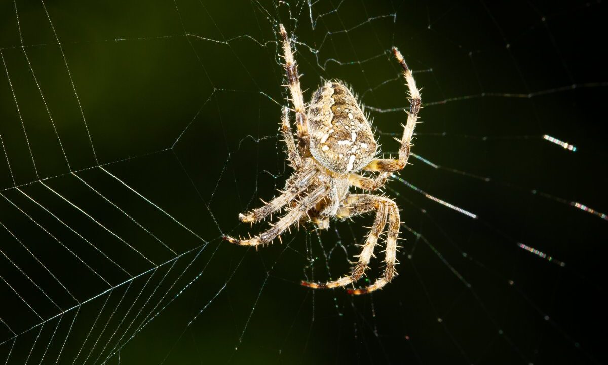 Krzyżak ogrodowy (Araneus diadematus) z jasnym krzyżem na odwłoku siedzi na środku sieci na ciemnozielonym tle