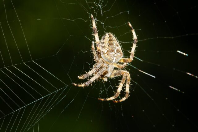 Krzyżak ogrodowy (Araneus diadematus) z jasnym krzyżem na odwłoku siedzi na środku sieci na ciemnozielonym tle