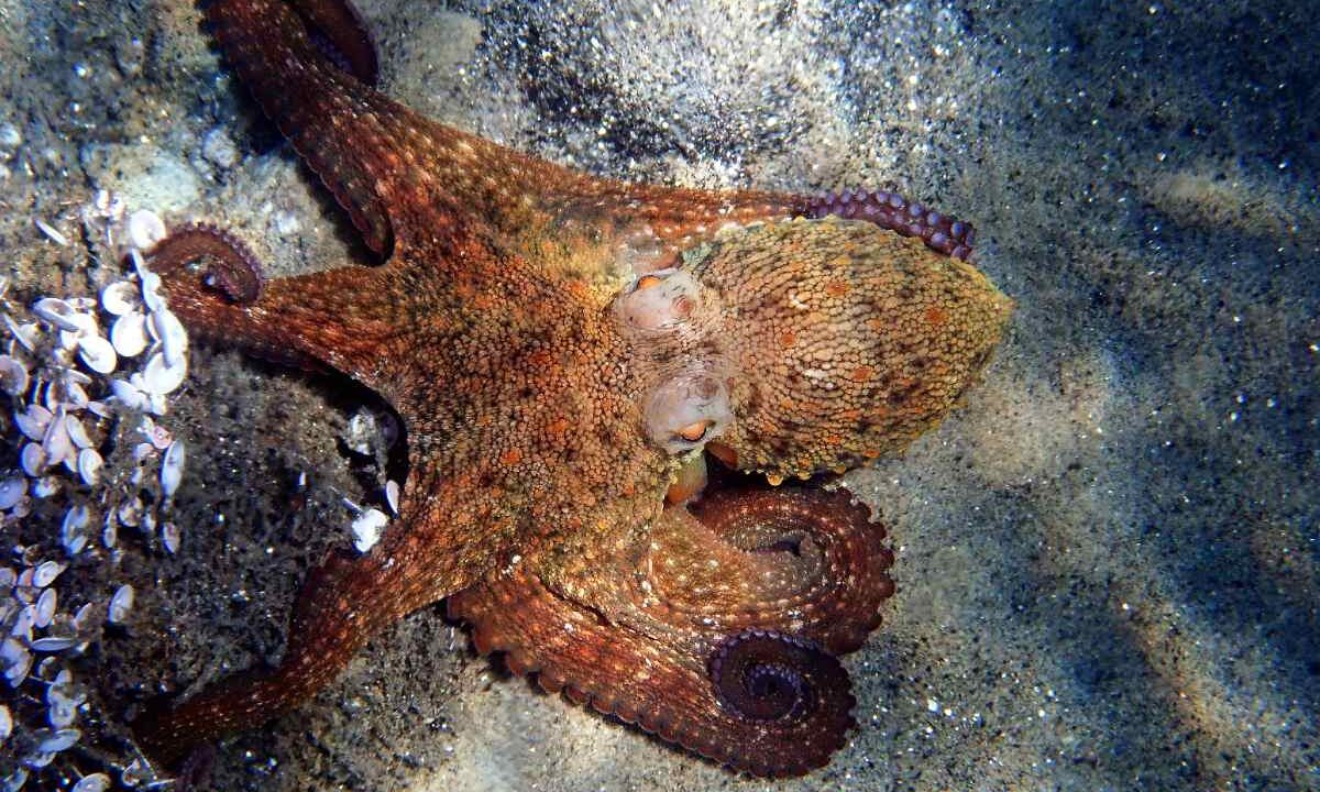 Ośmiornica zwyczajna (Octopus vulgaris) na piaszczystym dnie Morza Śródziemnego