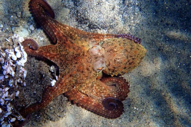 Ośmiornica zwyczajna (Octopus vulgaris) na piaszczystym dnie Morza Śródziemnego