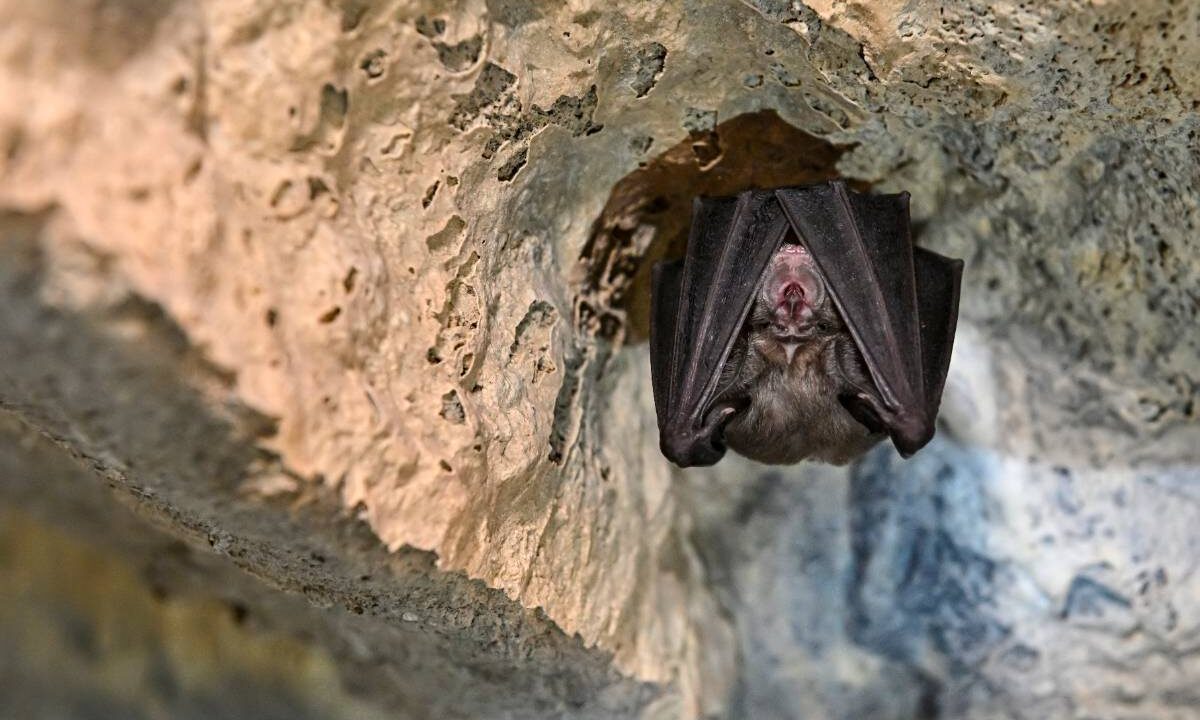 Podkowiec mały (Rhinolophus hipposideros) zwisający ze skalnego sklepienia jaskini, owinięty skrzydłami