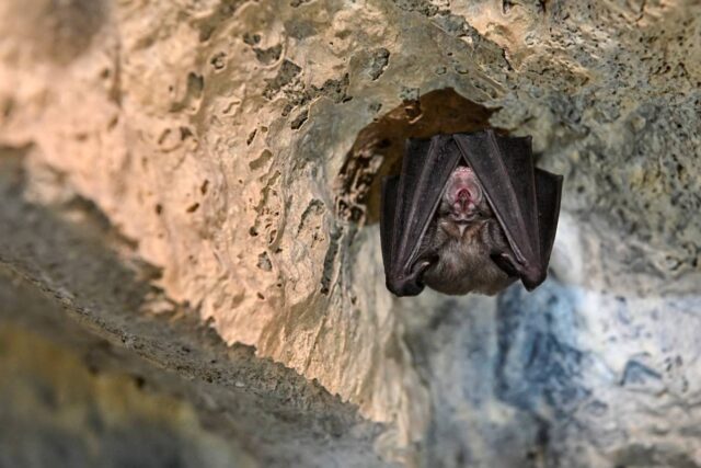 Podkowiec mały (Rhinolophus hipposideros) zwisający ze skalnego sklepienia jaskini, owinięty skrzydłami