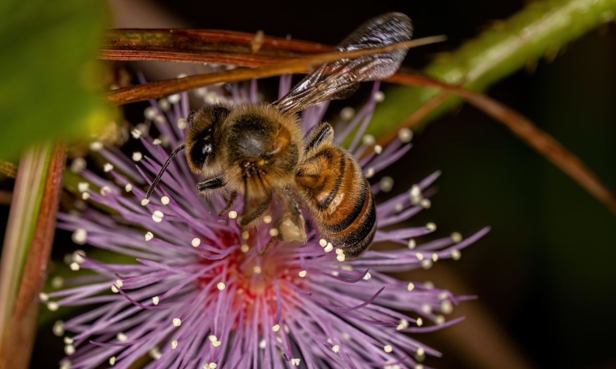 Pszczoła miodna (Apis mellifera) siedzi na różowym, puszystym kwiatostanie i zbiera nektar