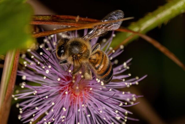 Pszczoła miodna (Apis mellifera) siedzi na różowym, puszystym kwiatostanie i zbiera nektar