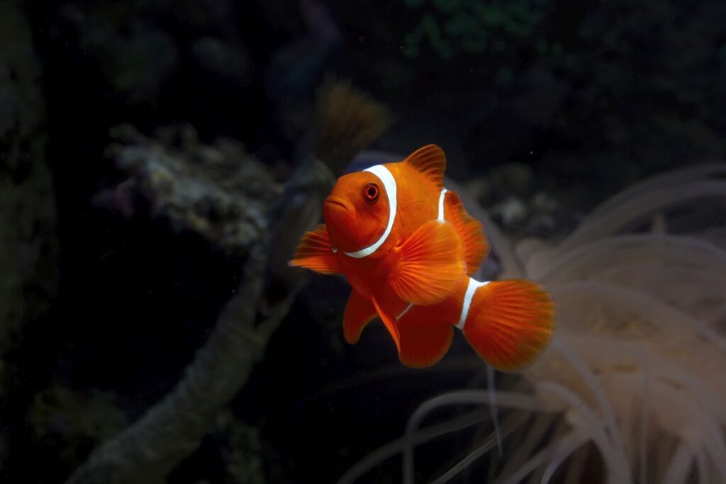 Ryby Ciekawostki Ciekawostki O Rybach Ryby Ciekawostki Ciekawostki O Rybach