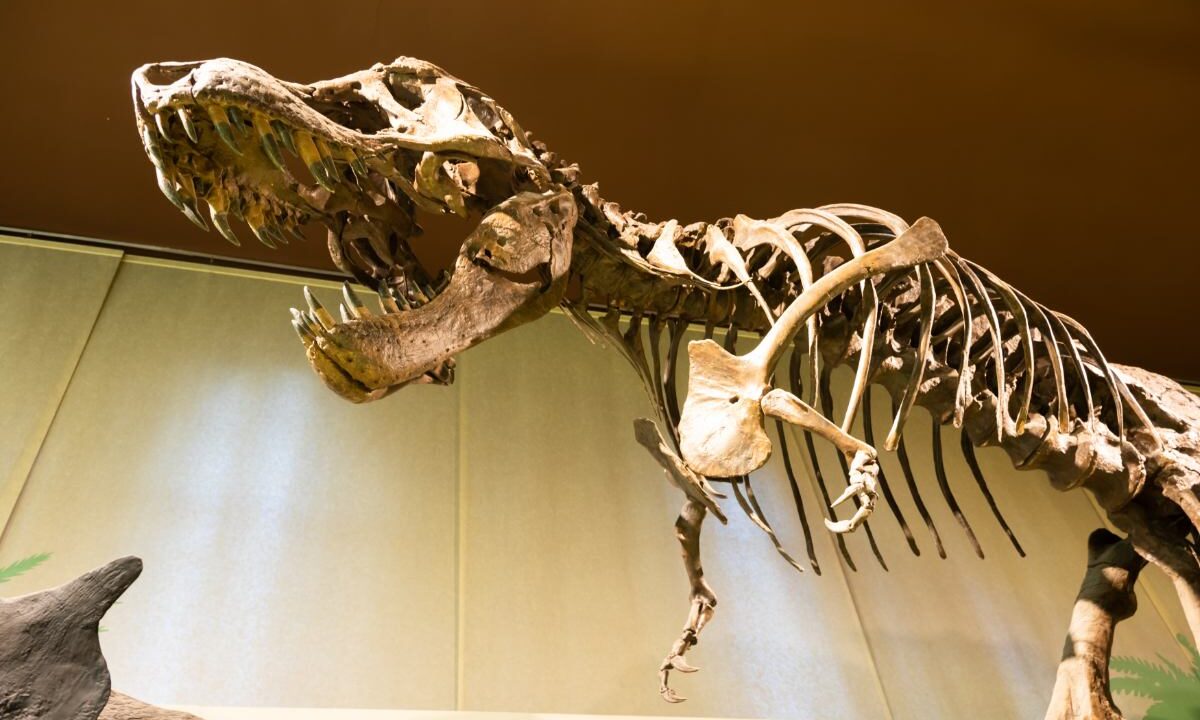 Szkielet tyranozaura z otwartą paszczą pełną zębów i krótką przednią kończyną, eksponowany w muzeum, widok od dołu