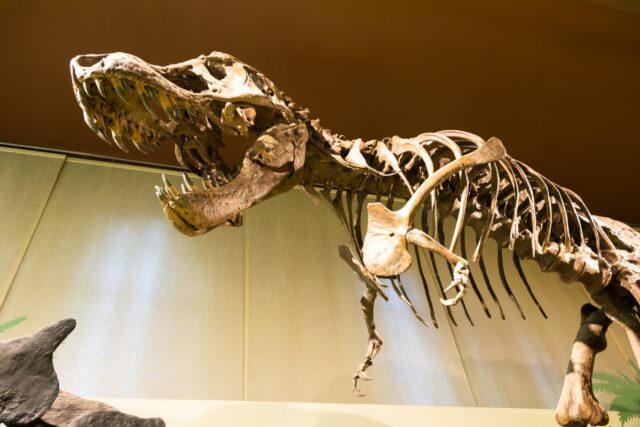 Szkielet tyranozaura z otwartą paszczą pełną zębów i krótką przednią kończyną, eksponowany w muzeum, widok od dołu