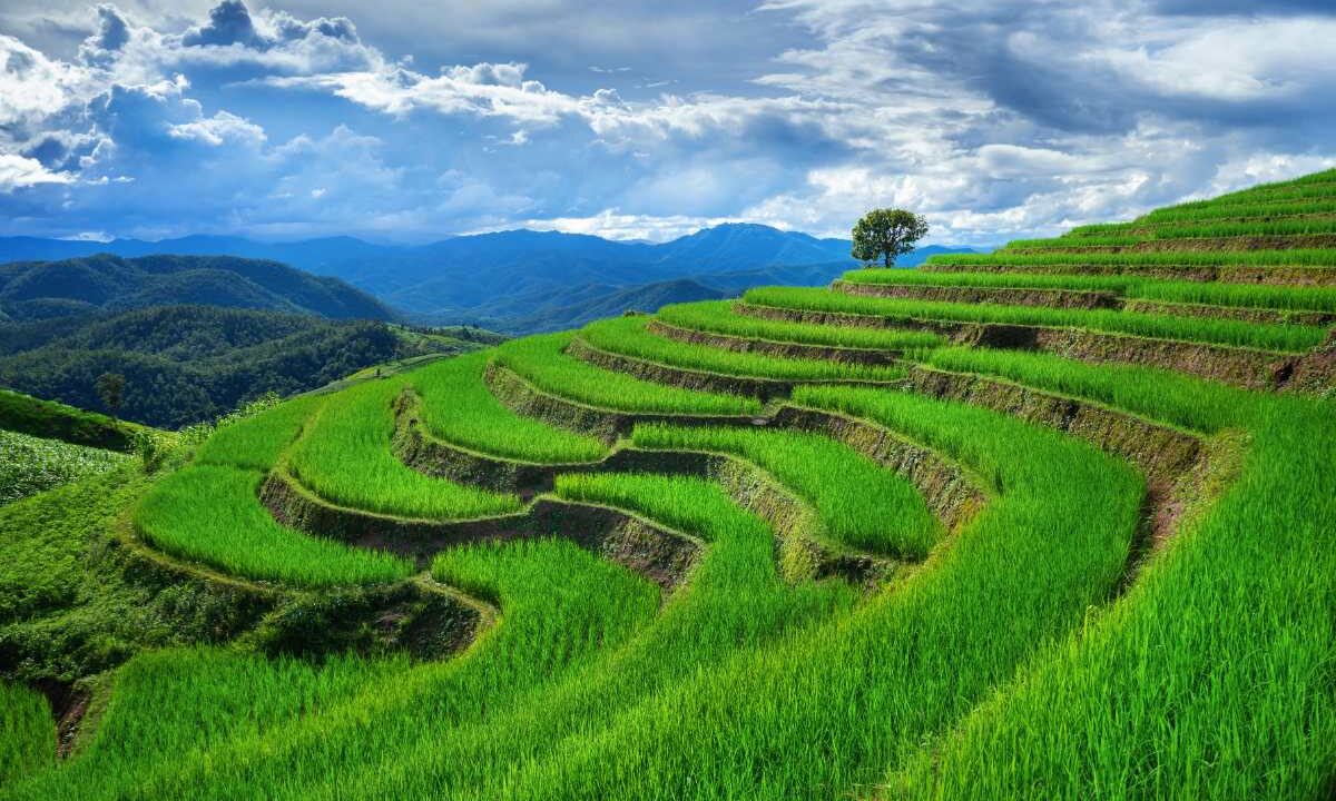 Zielone tarasy ryżowe w Ban Pa Bong Piang w prowincji Chiang Mai w Tajlandii
