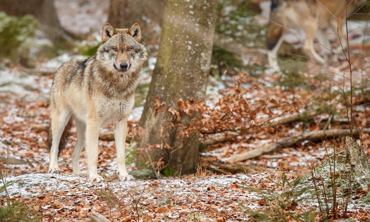 Wilk eurazjatycki stojący w jesiennym lesie wśród opadłych liści