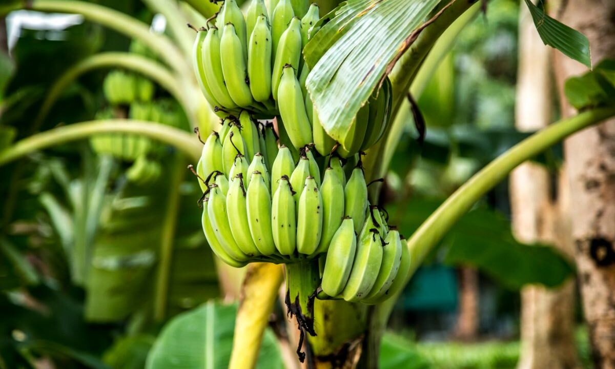Kiść zielonych, niedojrzałych bananów ułożonych w kilka rąk, zwisająca z bananowca wśród dużych liści