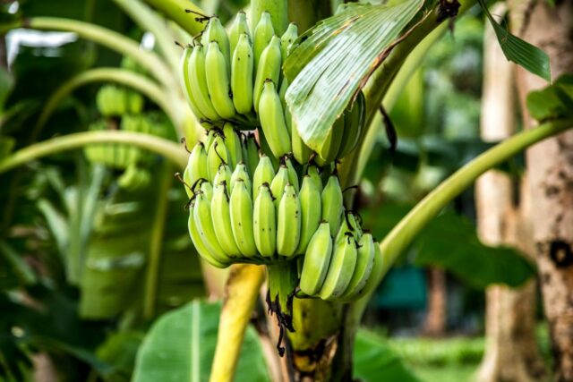 Kiść zielonych, niedojrzałych bananów ułożonych w kilka rąk, zwisająca z bananowca wśród dużych liści